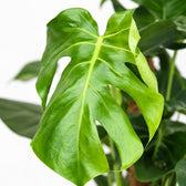 Monstera Deliciosa am Moosstab, Nahaufnahme Blatt