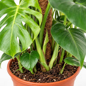 Monstera Deliciosa am Moosstab, Nahaufnahme Wuchs und Triebansatz