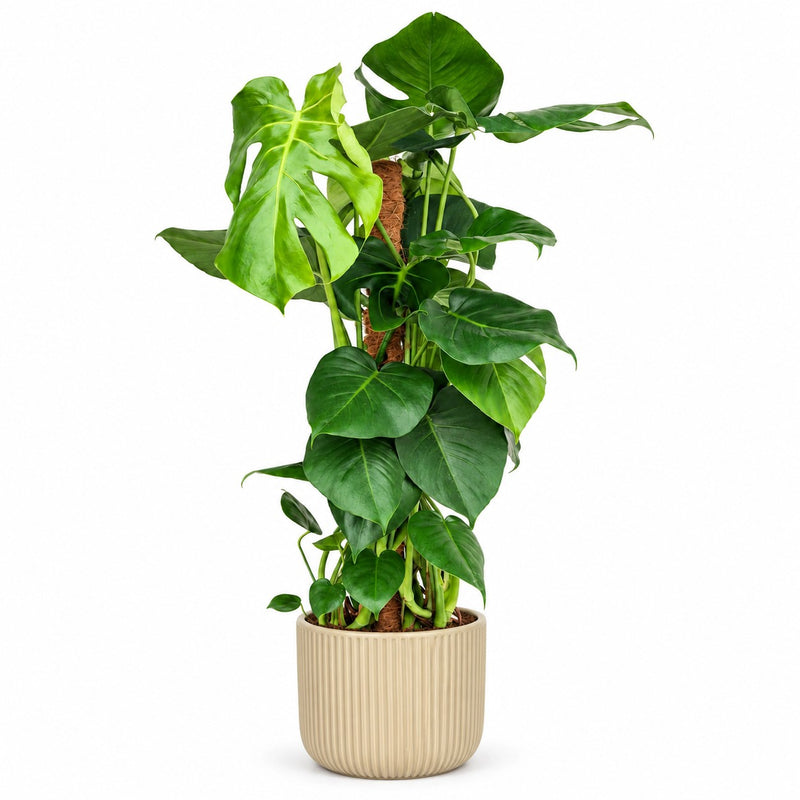 Monstera Deliciosa am Moosstab - 80cm Detail