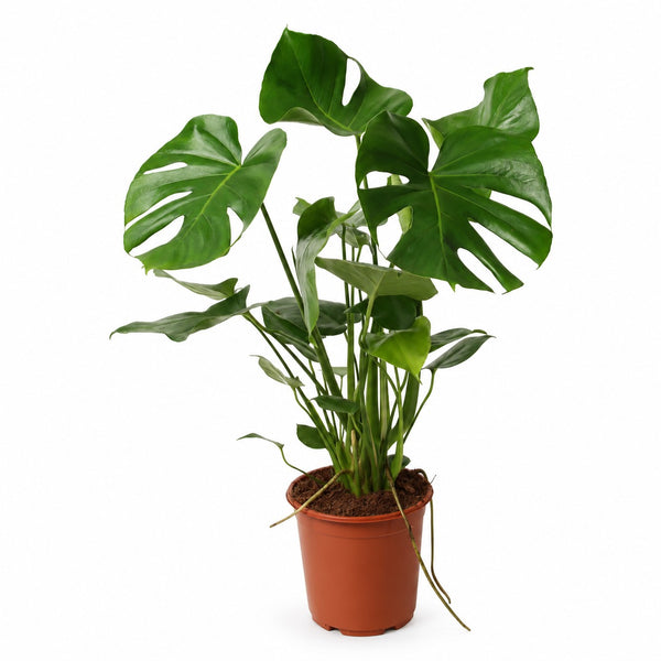 Monstera Deliciosa buschig - 60cm im Kulturtopf