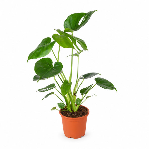 Monstera Deliciosa im Kulturtopf