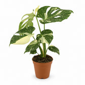 Monstera Thai Constellation (50cm, Ø15cm (mehrtriebig)) im Kulturtopf