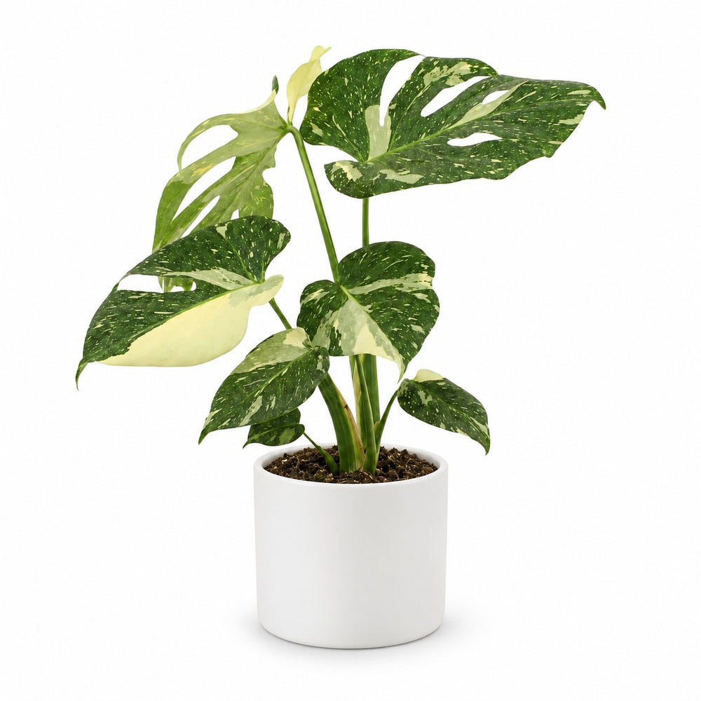 Monstera Thai Constellation (50cm, Ø15cm (mehrtriebig)), Stylingbeispiel im Übertopf (Übertopf nicht enthalten)