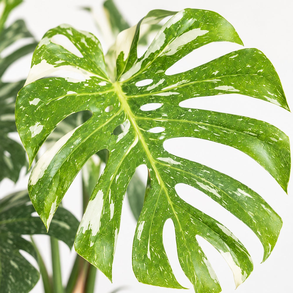 Monstera Thai Constellation (50cm, Ø15cm), Nahaufnahme Blatt