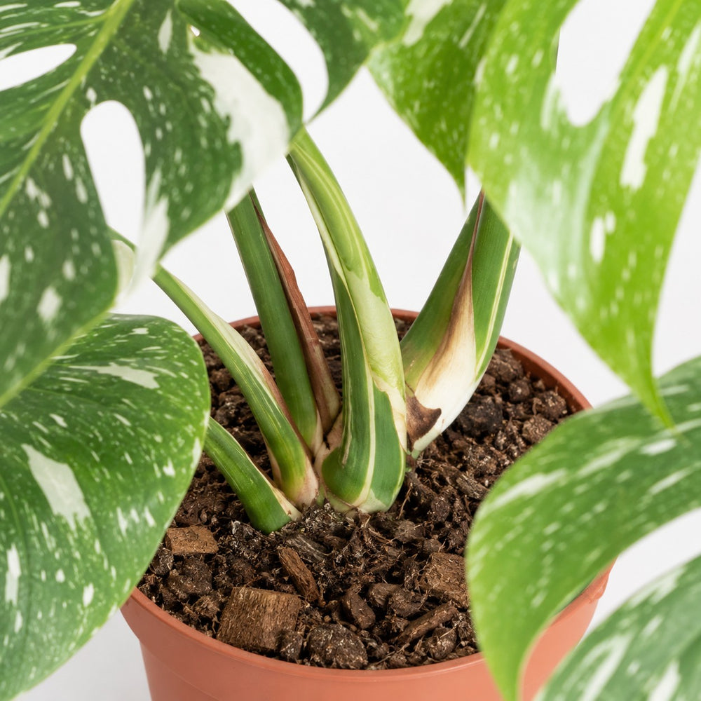 Monstera Thai Constellation (50cm, Ø15cm), Nahaufnahme Wuchs und Triebansatz