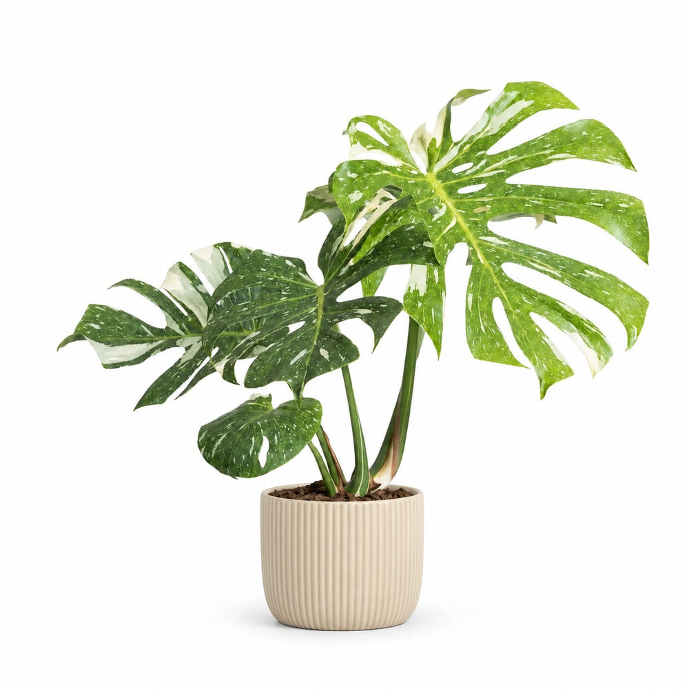 Monstera Thai Constellation (50cm, Ø15cm), Stylingbeispiel im Übertopf (Übertopf nicht enthalten)