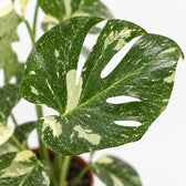 Monstera Thai Constellation, Nahaufnahme Blatt