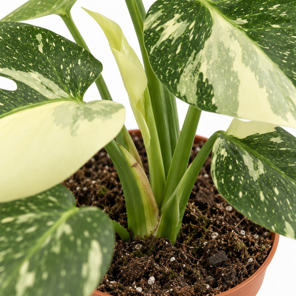Monstera Thai Constellation, Nahaufnahme Wuchs und Triebansatz