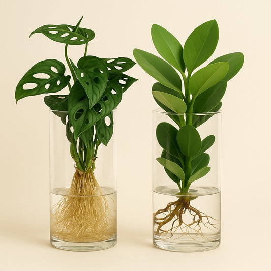 Zylinder-Glas Duo Monstera/Clusia - 2 Stück - 25-40cm