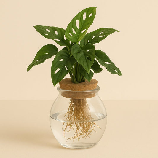 Monstera Adansonii im Bowlglas - 25cm