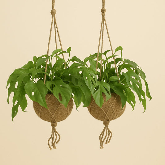 Monstera Minima 2er Vorteilspaket - 25cm