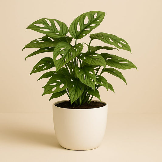 Monstera Monkey - 30cm