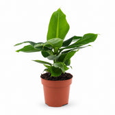 Musa Oriental Dwarf (25cm, Ø12cm) im Kulturtopf