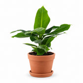 Musa Oriental Dwarf (25cm, Ø12cm), Stylingbeispiel im Übertopf (Übertopf nicht enthalten)