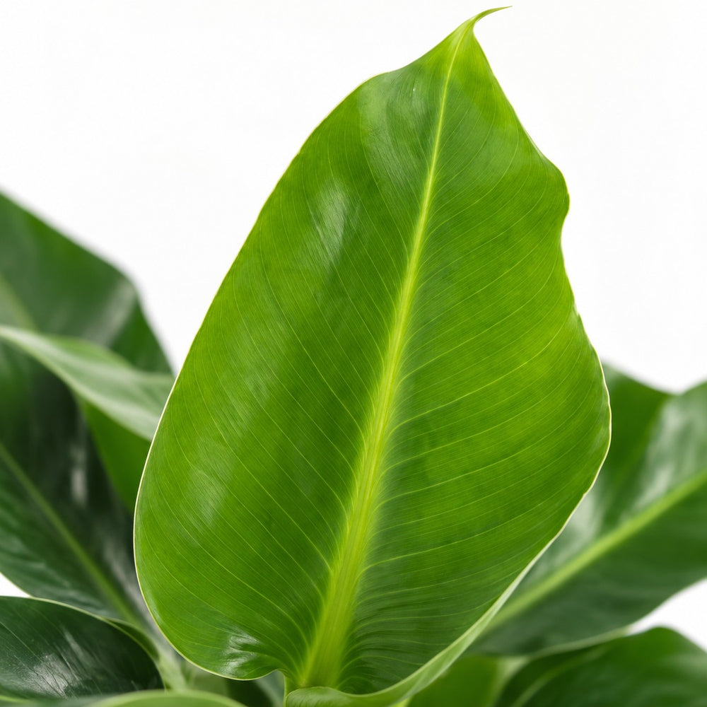 Musa Oriental Dwarf, Nahaufnahme Blatt