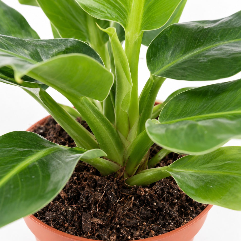 Musa Oriental Dwarf, Nahaufnahme Wuchs und Triebansatz