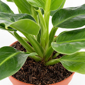 Musa Oriental Dwarf, Nahaufnahme Wuchs und Triebansatz