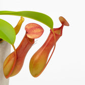 Nepenthes Alata 17cm im 12cm Topf Nahaufnahme