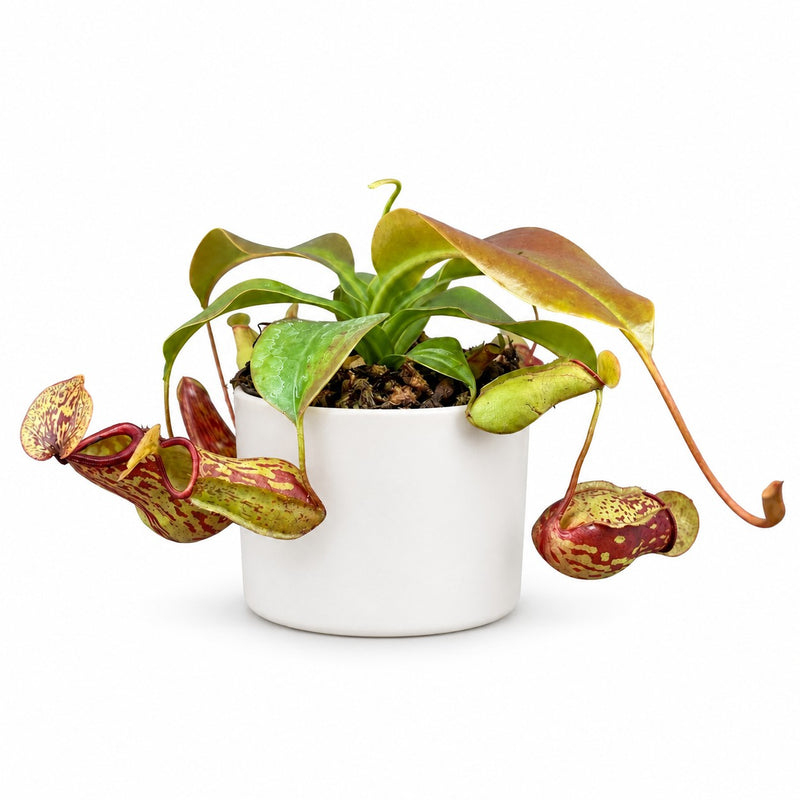 Nepenthes Gaya Detail