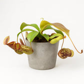 Nepenthes Gaya 17cm im 12cm Topf