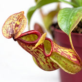 Nepenthes Gaya, Nahaufnahme Blatt