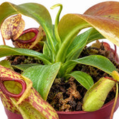 Nepenthes Gaya, Nahaufnahme Wuchs und Triebansatz