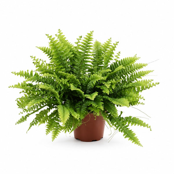 Nephrolepis Boston Green Moment - 20cm im Kulturtopf