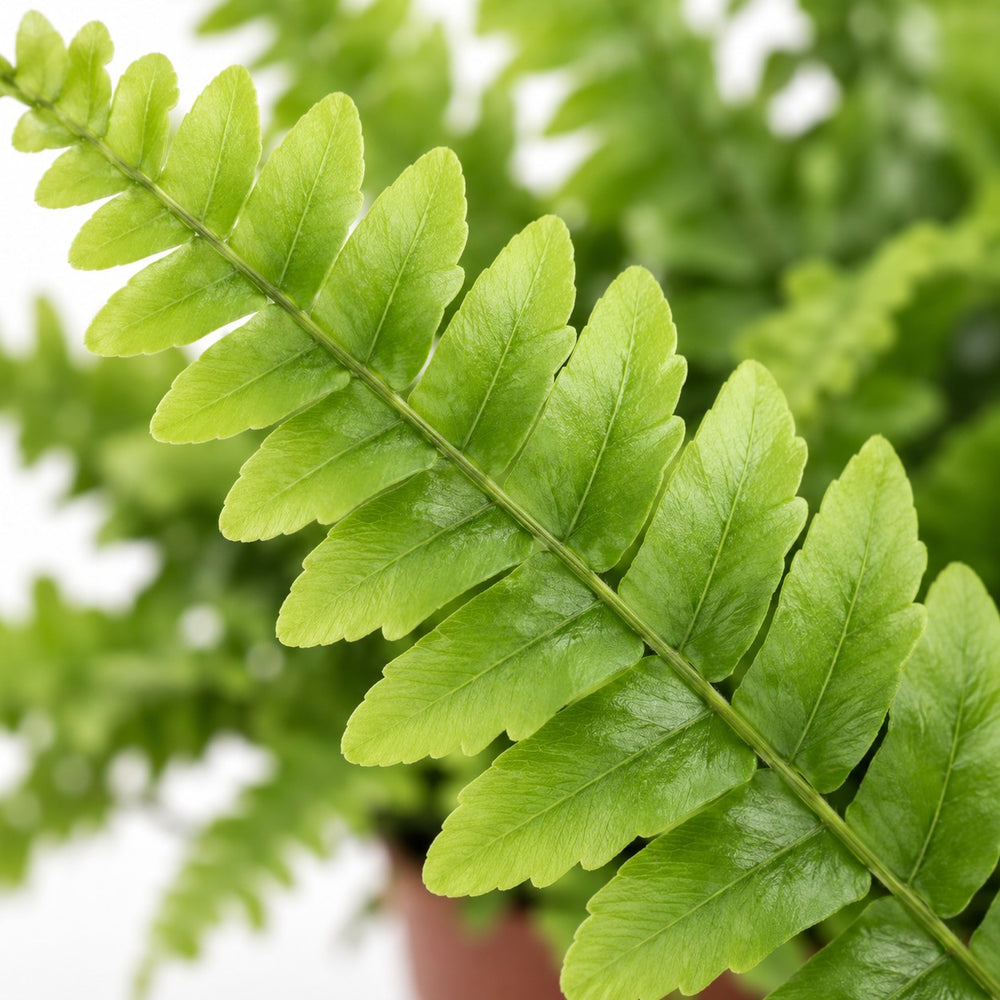 Nephrolepis Boston Green Moment, Nahaufnahme Blatt