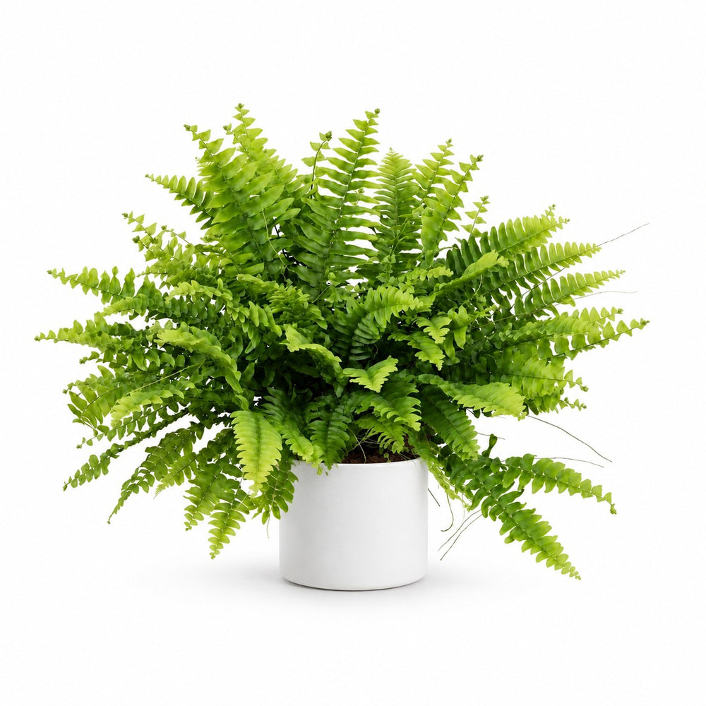 Nephrolepis Boston Green Moment - 20cm, Stylingbeispiel im Übertopf (Übertopf nicht enthalten)