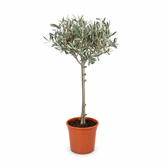 Olivenbäumchen (Olea Europaea)