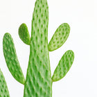 Opuntia Consolea 55cm im 17cm Topf Nahaufnahme