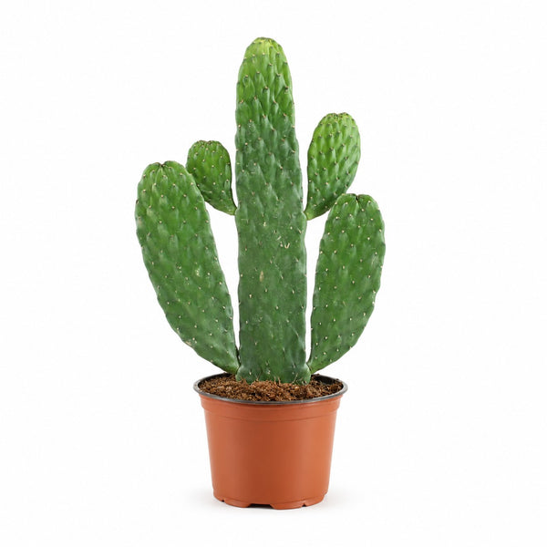 Opuntia Rubescens Consolea (35cm, Ø12cm) im Kulturtopf
