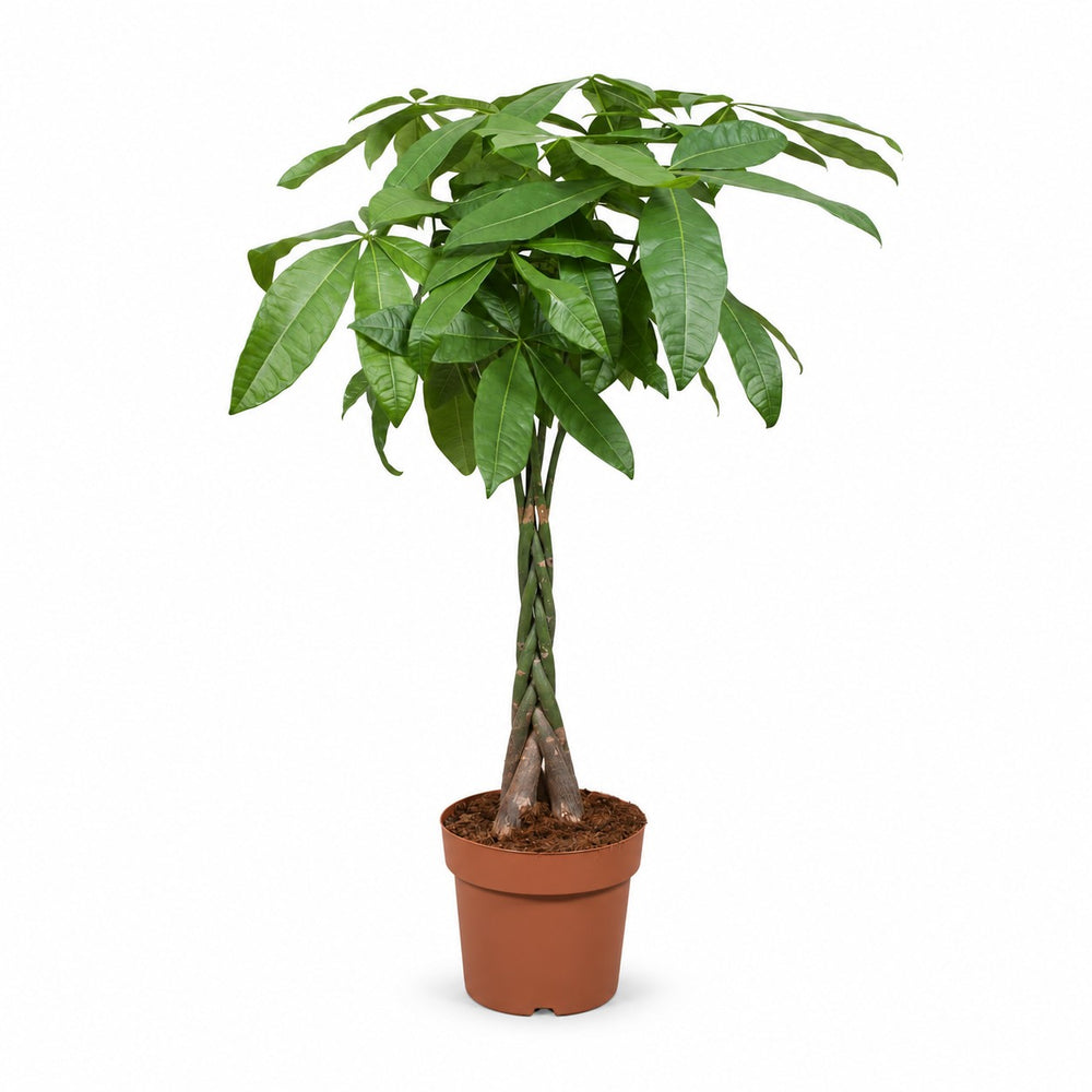 Pachira Aquatica (120cm, Ø24cm) im Kulturtopf