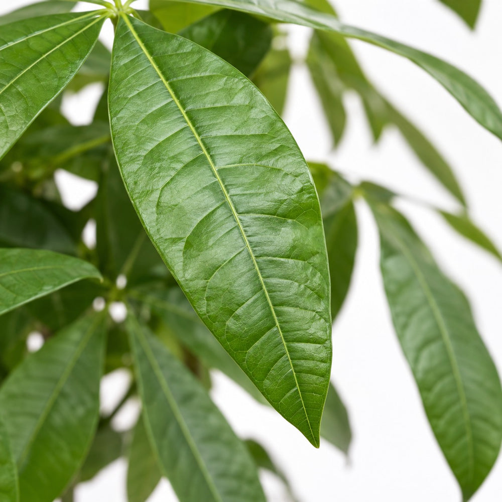 Pachira Aquatica (120cm, Ø24cm), Nahaufnahme Blatt