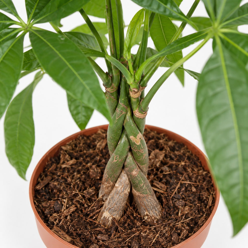 Pachira Aquatica (120cm, Ø24cm), Nahaufnahme Wuchs und Triebansatz