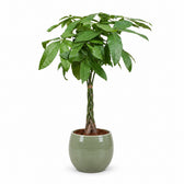 Pachira Aquatica (120cm, Ø24cm), Stylingbeispiel im Übertopf (Übertopf nicht enthalten)