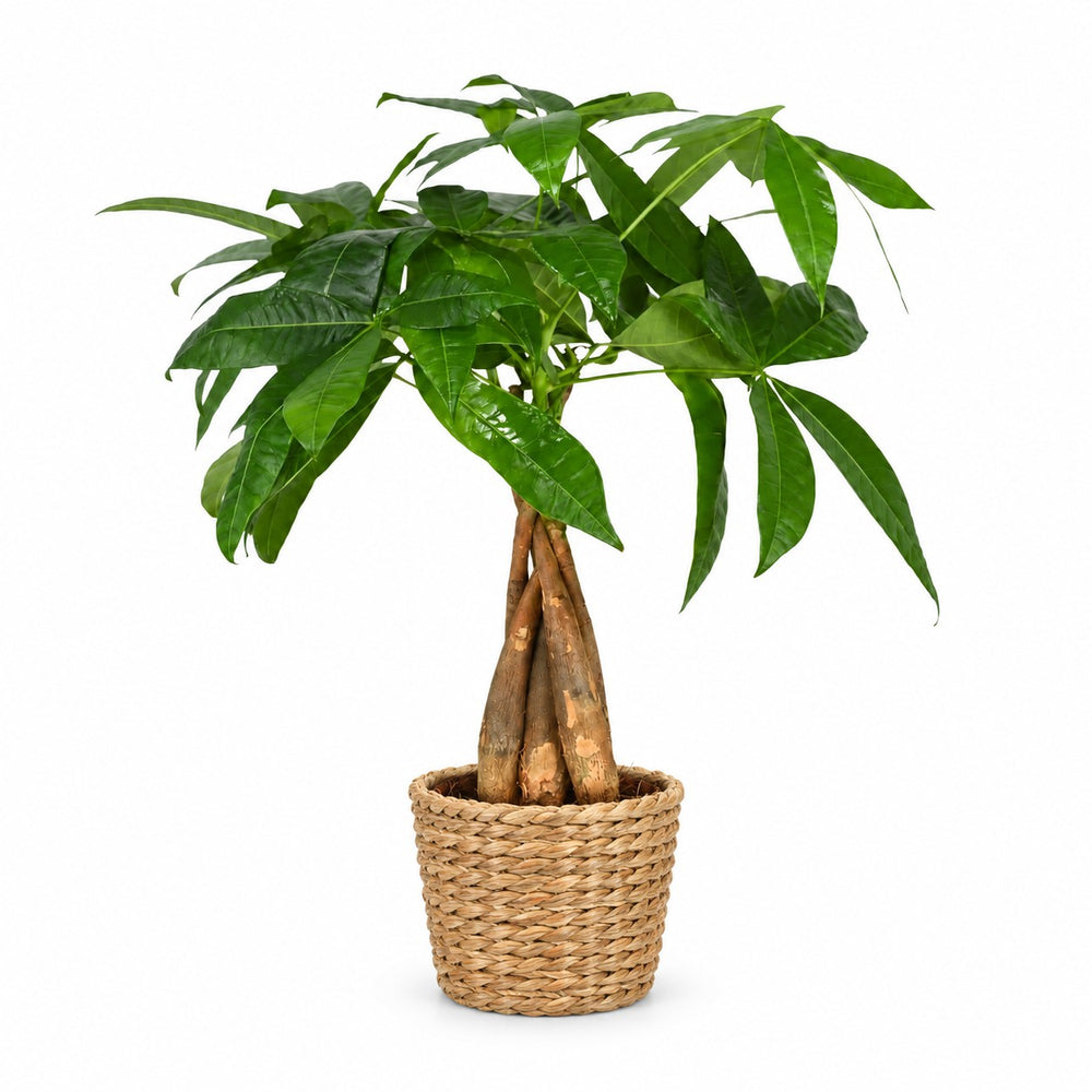 Pachira Aquatica (35cm, Ø12cm), Stylingbeispiel im Übertopf (Übertopf nicht enthalten)