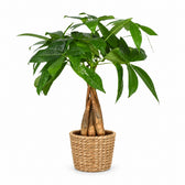 Pachira Aquatica (35cm, Ø12cm), Stylingbeispiel im Übertopf (Übertopf nicht enthalten)