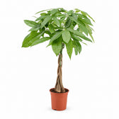 Pachira Aquatica (80cm, Ø19cm) im Kulturtopf