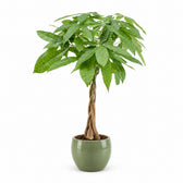 Pachira Aquatica (80cm, Ø19cm), Stylingbeispiel im Übertopf (Übertopf nicht enthalten)