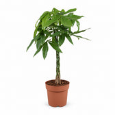 Pachira Aquatica (90cm, Ø21cm) im Kulturtopf