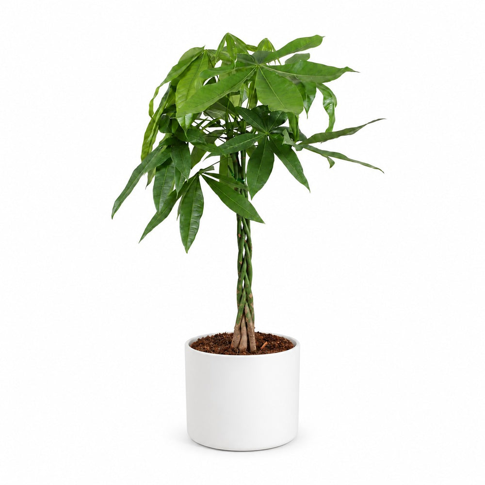 Pachira Aquatica (90cm, Ø21cm), Stylingbeispiel im Übertopf (Übertopf nicht enthalten)