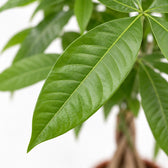 Pachira Aquatica, Nahaufnahme Blatt