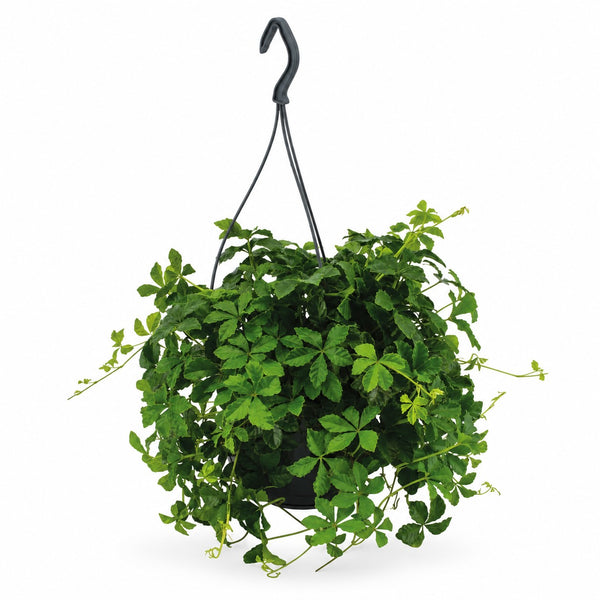 Parthenocissus Striatha hängend (15cm, Ø15cm) im Kulturtopf