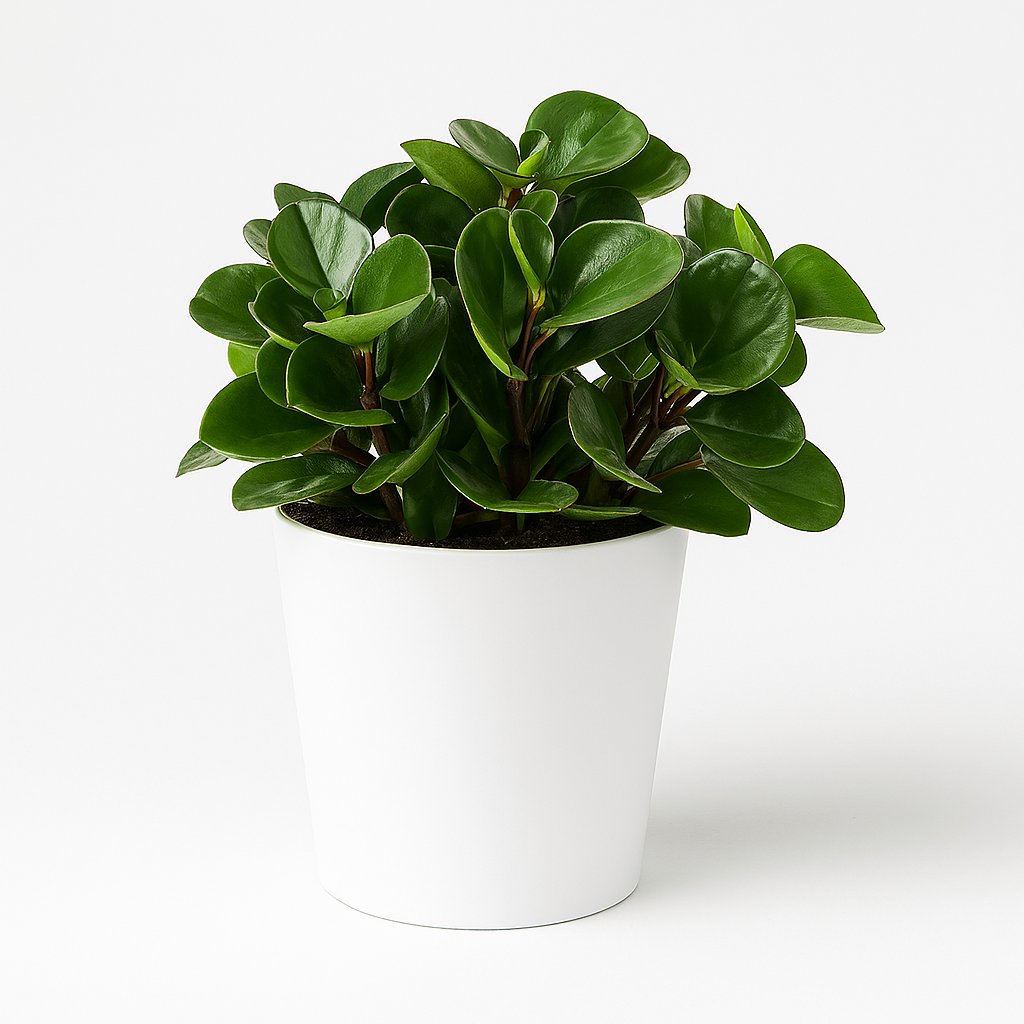 Peperomia Burning Bush 25cm