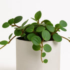 Peperomia Hope 15cm im 12cm Topf Nahaufnahme