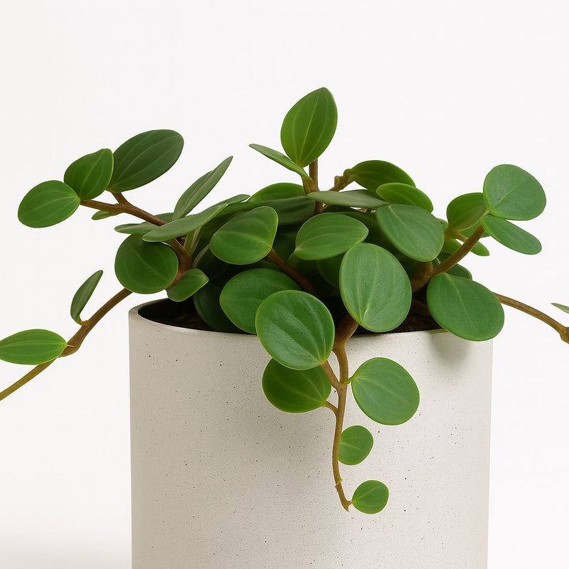 Peperomia Hope Detail