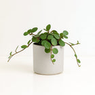Peperomia Hope 15cm im 12cm Topf