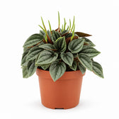 Peperomia Napoli Nights - 15cm im Kulturtopf