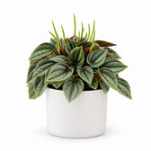 Peperomia Napoli Nights - 15cm, Stylingbeispiel im Übertopf (Übertopf nicht enthalten)